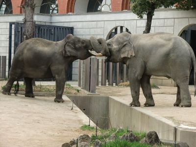 Resident-Elephants-At-Zoorasia